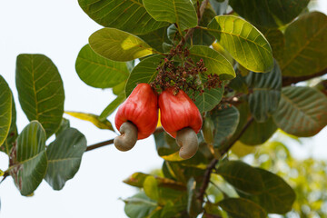 Cashews  fruit with ripe on tree in garden outdoor area agriculture
