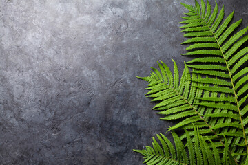 Abstract nature background with fern leaves