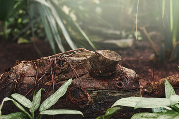 Naklejka premium textured brown stump with roots against a background of blurred foliage