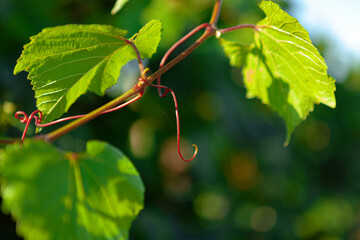 Grapes bush leaves in a vineyard close up