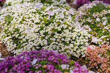  スイートアリッサム