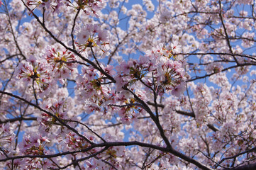 桜の木