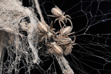 Social Spiders Hunting, Stegodyphus sarasinorum, Satara, Maharashtra, India