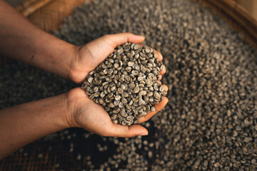 Hands are sorting quality coffee beans