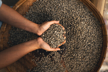 Hands are sorting quality coffee beans
