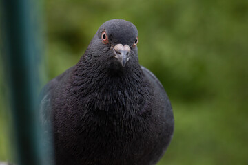 close-up of a dove on a green blurred background