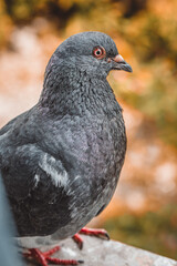 close-up of a dove on a blurred background