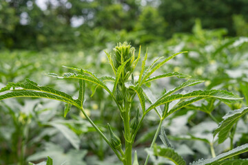 Okra plant growing in home garden in Asia,
nature concept with sunset warm light, agriculture industry, Lady finger farming