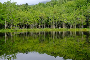 beautiful reflection in the forest 