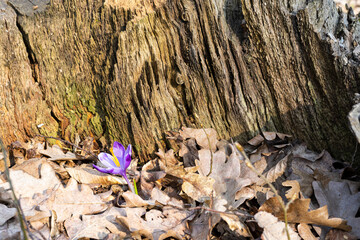 Blue crocus on the background of the wall of the root of an old tree and leaves