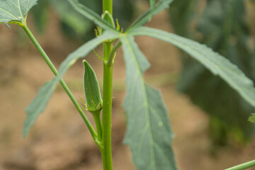 Okra plant growing in home garden in Asia,
nature concept with sunset warm light, agriculture industry, Lady finger farming