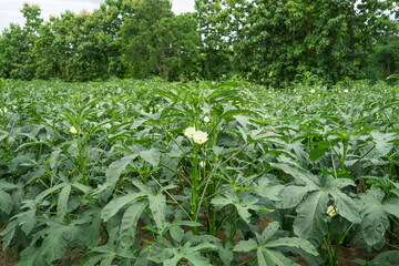 Okra plant growing in home garden in Asia,
nature concept with sunset warm light, agriculture industry, Lady finger farming