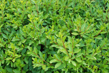 회양목은 언제나 녹색 식물