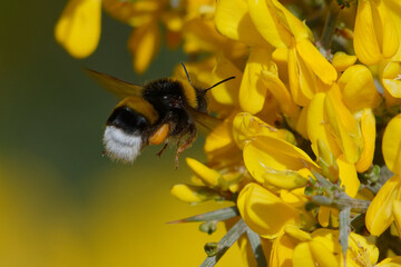 Bumblebee (Bombus sp.) flying above broom flowers