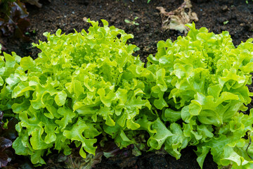 Beautiful organic green and red oak lettuce or Salad vegetable garden on the soil growing,Harvesting Agricultural Farming.