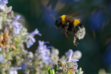 Bumblebee (Bombus sp.) flying above rosemary flowers
