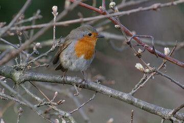 European robin (Erithacus rubecula) perched on a branch