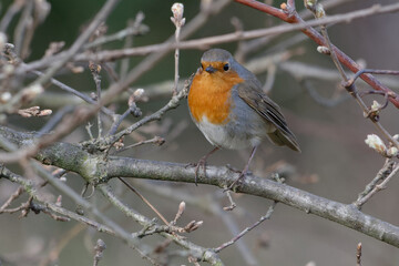 Fototapeta premium European robin (Erithacus rubecula) perched on a branch