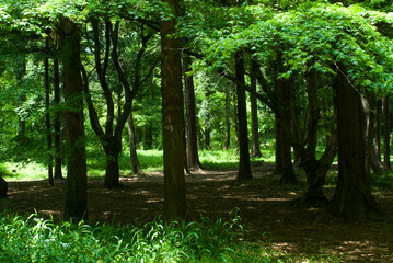 산속의 나무숲에서 휴식을