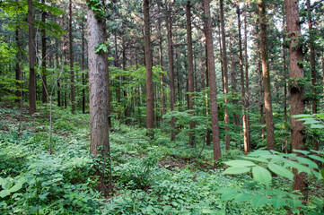 산속의 나무숲에서 휴식을