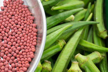Drying okra seeds for dehydration before collecting and grow next cultivation