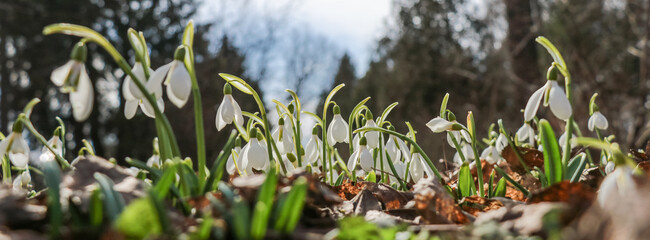 Sunny meadow with the first snowdrops in early spring