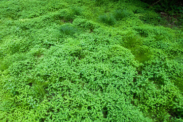 늦봄은 수풀이 왕성하다