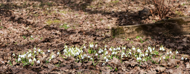 Sunny meadow with the first snowdrops in early spring