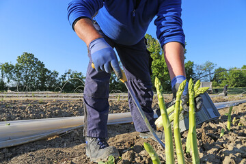 Landwirtschaftliche Spargelernte: Arbeiter ernten Grünspargel