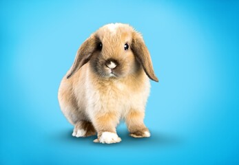 Rabbit.
