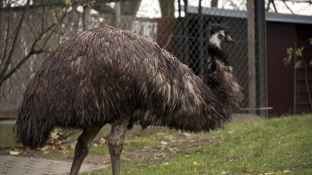 An emu bird in captivity, looking around. 