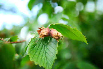Hazelnuts are growing on the tree or bush, outdoor, autumn harvest. Copy space.