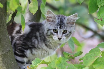 Portrait of a cute maine coon kitten. Tabby kitten sits on a tree.
