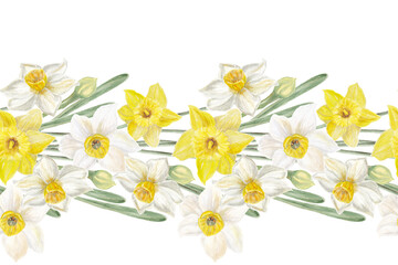 Watercolor painting seamless border with botanical spring daffodis flowers, white and yellow color