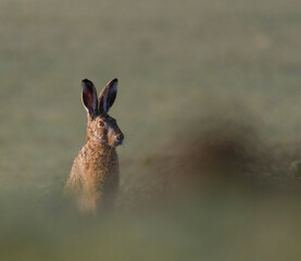 Field hare