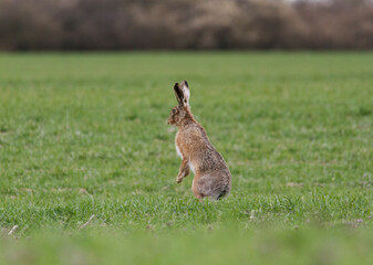 Field hare