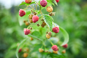 Ripe red raspberry in the fruit garden, raspberry bushes with ripe berries, summer or autumn harvest..