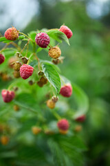 Ripe red raspberry in the fruit garden, raspberry bushes with ripe berries, summer or autumn harvest..