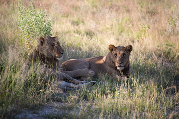 Beautiful Lion Caesar in the golden grass of Masai Mara, Kenya Panthera Leo.