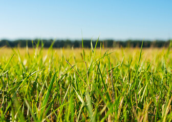 Green lawn under blue sky, close look.