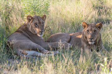 Beautiful Lion Caesar in the golden grass of Masai Mara, Kenya Panthera Leo.