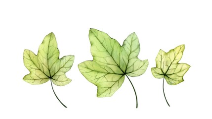 Watercolor ivy leaves. Transparent tree foliage isolated on white. Realistic detailed botanical illustration