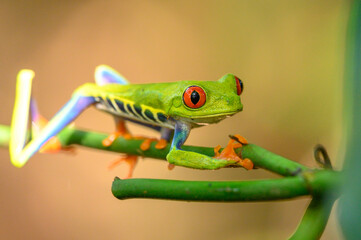 Red-eyed Tree Frog, Agalychnis callidryas, sitting on the green leave in tropical forest in Costa Rica.