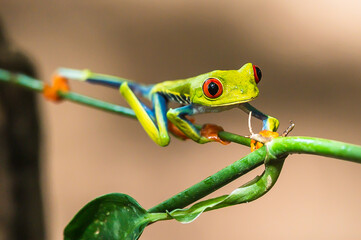 Red-eyed Tree Frog, Agalychnis callidryas, sitting on the green leave in tropical forest in Costa Rica.