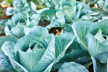 Rows of fresh cabbage plants on the field, autumn harvest, cabbage are growing in garden