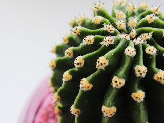 Cactus growing in a pot close-up, selective focus. Houseplants, cacti.