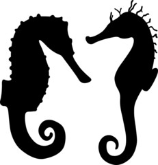 seahorse silhouettes isolated on white