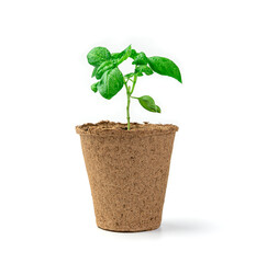 A young basil sprout in a pot is isolated on a white background.
