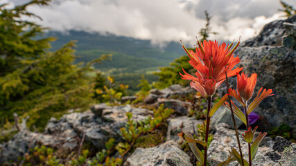flowers in the mountains