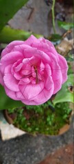 pink rose in the garden
